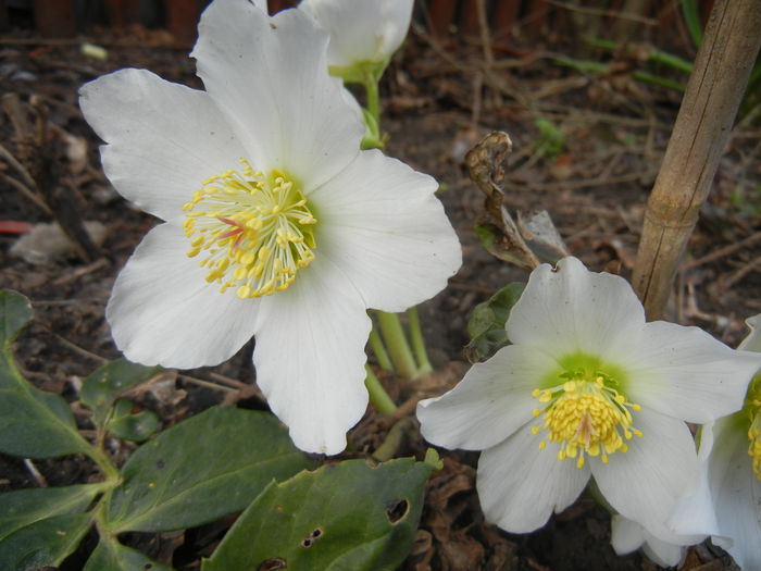 Helleborus Niger (2015, March 16) - HELLEBORUS Niger