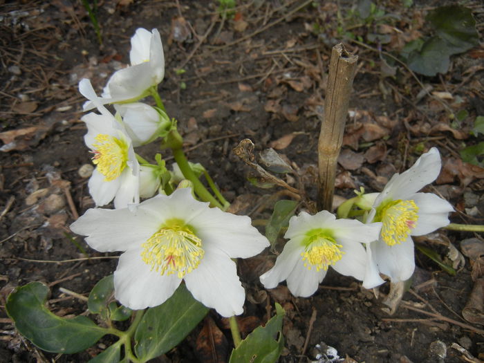 Helleborus Niger (2015, March 16)