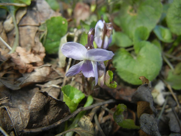 Sweet White Violet (2015, March 17)