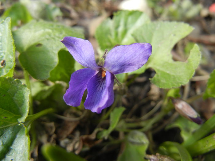 Sweet Violet (2015, March 16)