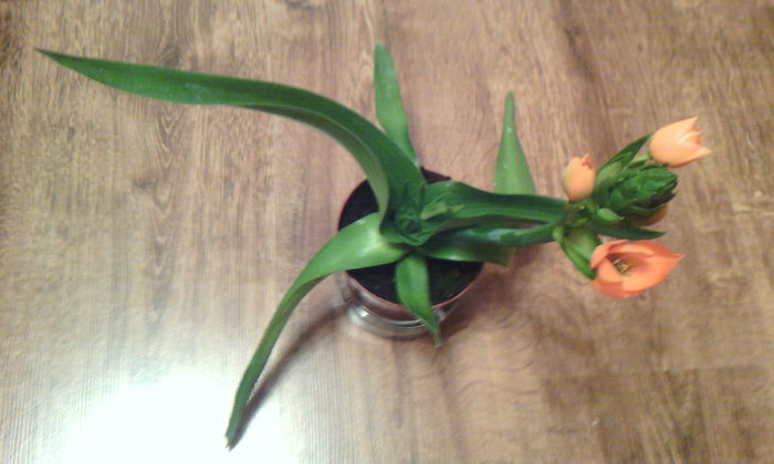 2015-03-24 20.19.59 - Ornithogalum Dubium