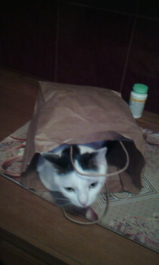 2015-03-20 17.50.05 - FELIX