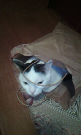 2015-03-20 17.50.18 - FELIX