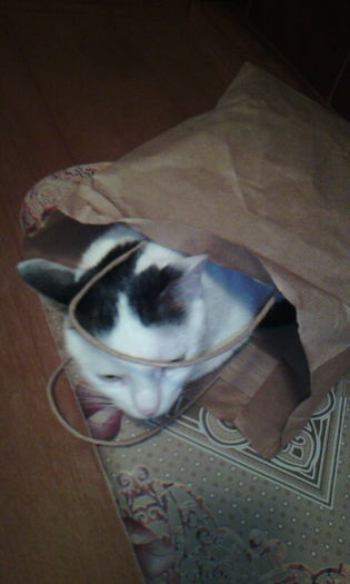 2015-03-20 17.50.28 - FELIX