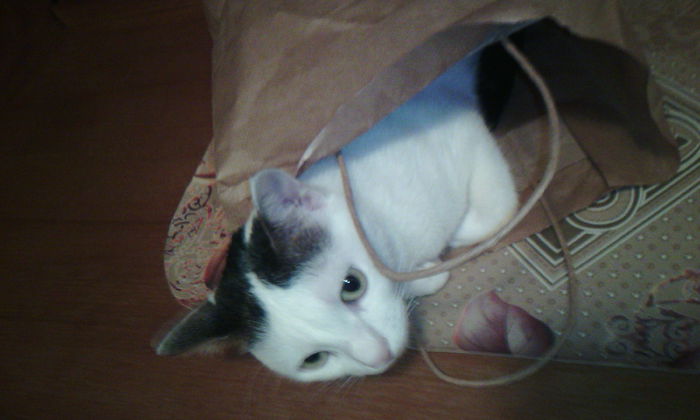 2015-03-20 17.50.41 - FELIX