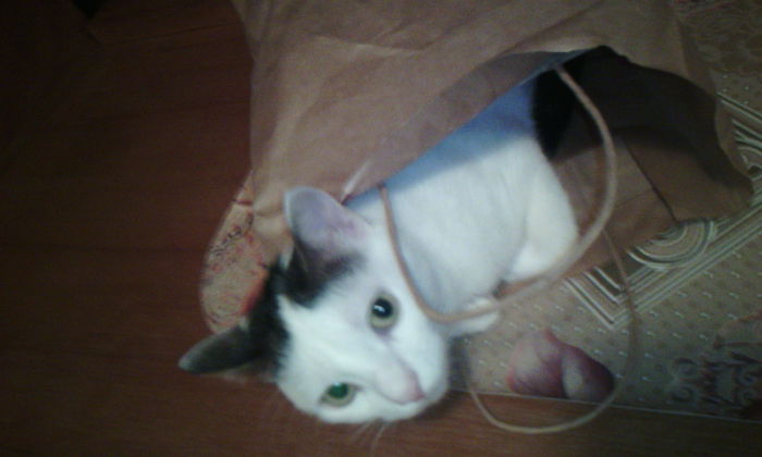 2015-03-20 17.50.46 - FELIX