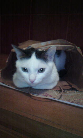 2015-03-20 17.53.07 - FELIX