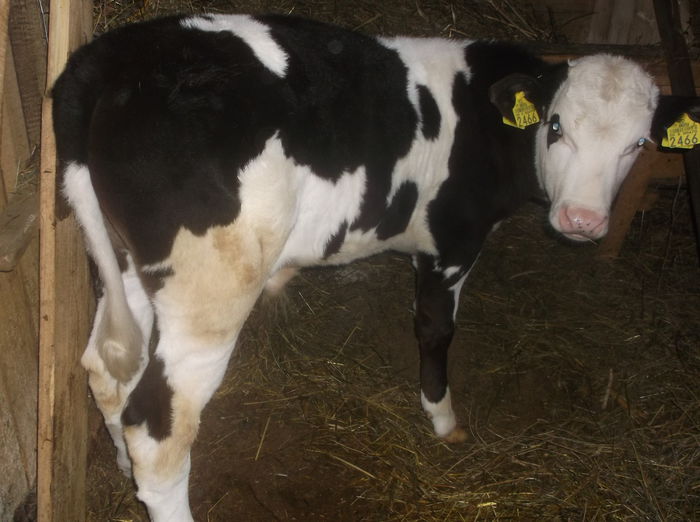 baltat pe negru vitel 2.5 luni - Vacuta Mony Cel Mic fatare2- 9 01 2015