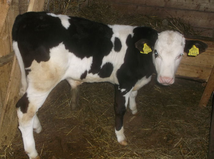 baltat pe negru vitel 2.5 luni - Vacuta Mony Cel Mic fatare2- 9 01 2015