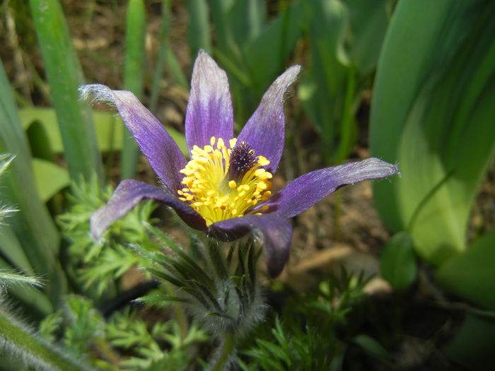 Pasque Flower_Pulsatilla (2015, Mar.22)