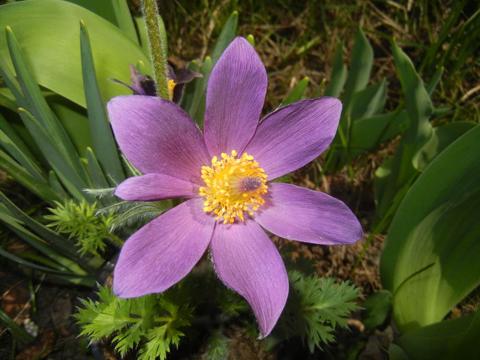 Pasque Flower_Pulsatilla (2015, Mar.22)