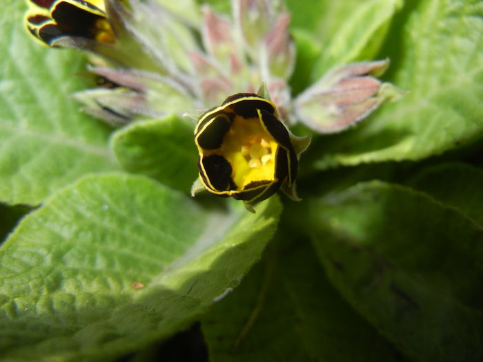 Primula elatior Gold Lace (2015, Mar.18)