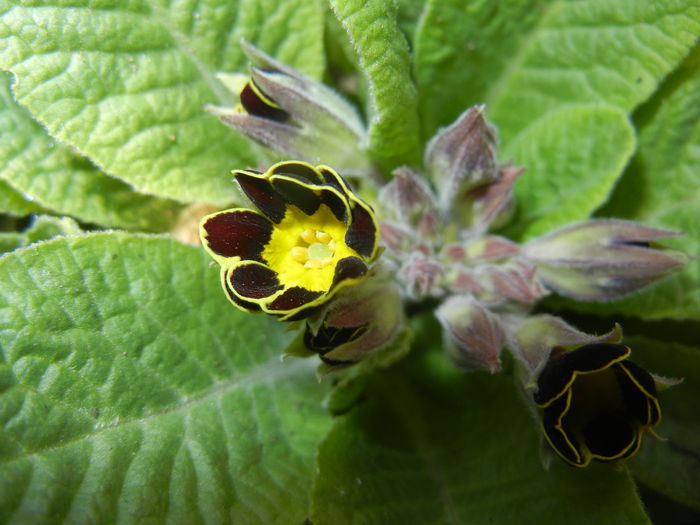 Primula elatior Gold Lace (2015, Mar.18) - PRIMULA Elatior Gold Lace