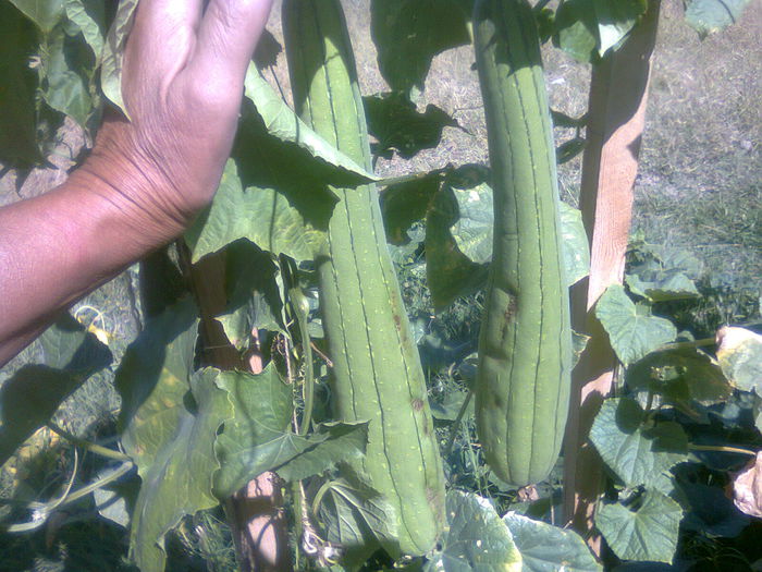 Fotografie0339 - legume si flori