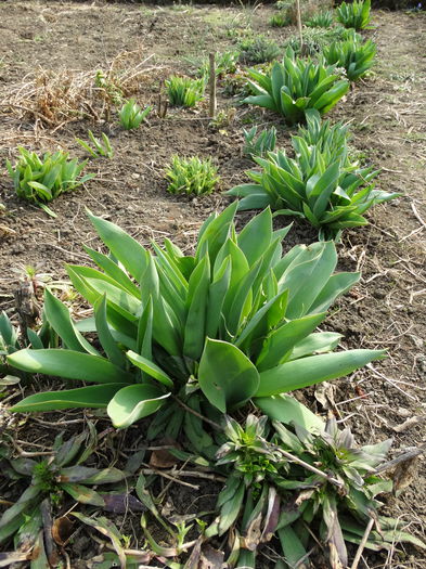 DSC09606 - Plante in gradina 2015