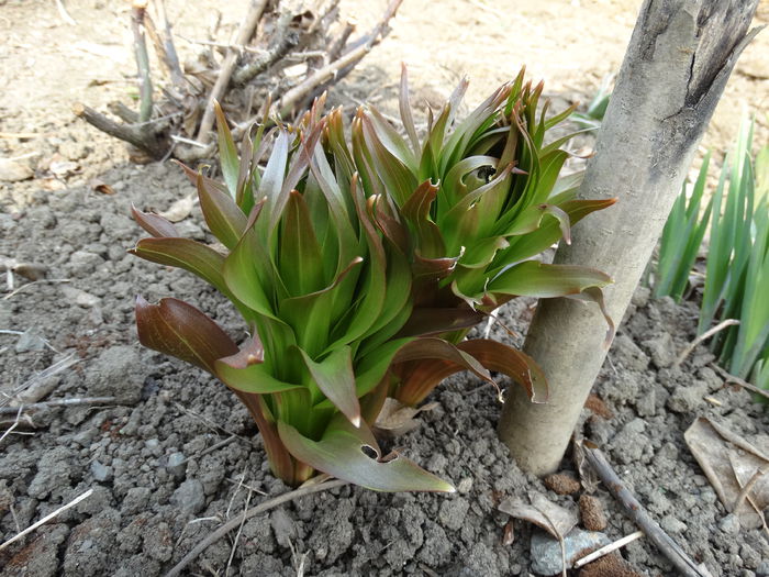DSC09608 - Plante in gradina 2015