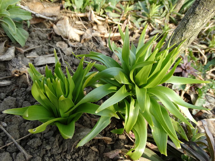 DSC09607 - Plante in gradina 2015