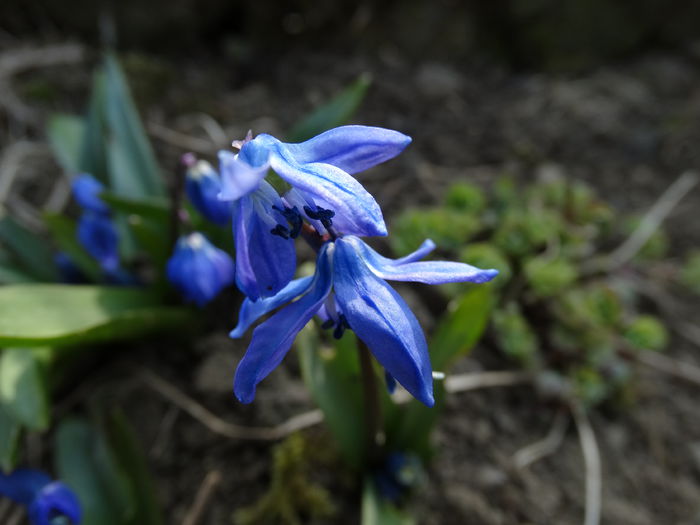 DSC09611 - Plante in gradina 2015