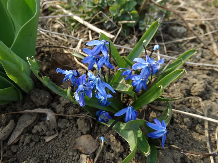 DSC09610 - Plante in gradina 2015