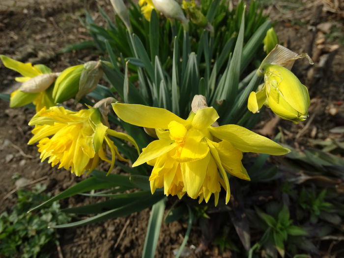 DSC09603 - Plante in gradina 2015