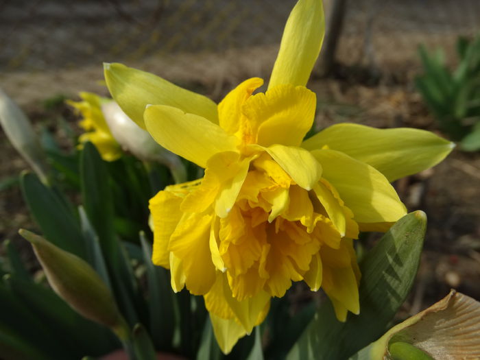 DSC09605 - Plante in gradina 2015