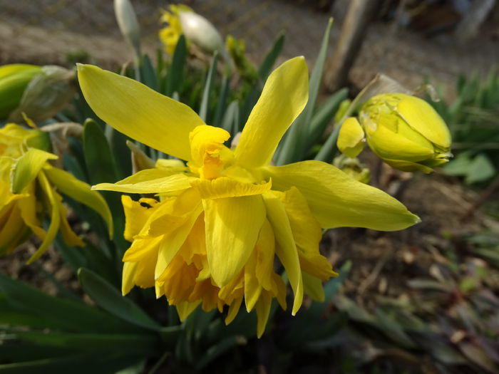 DSC09604 - Plante in gradina 2015