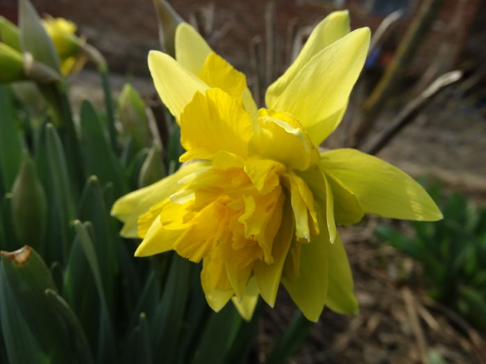 DSC09601 - Plante in gradina 2015