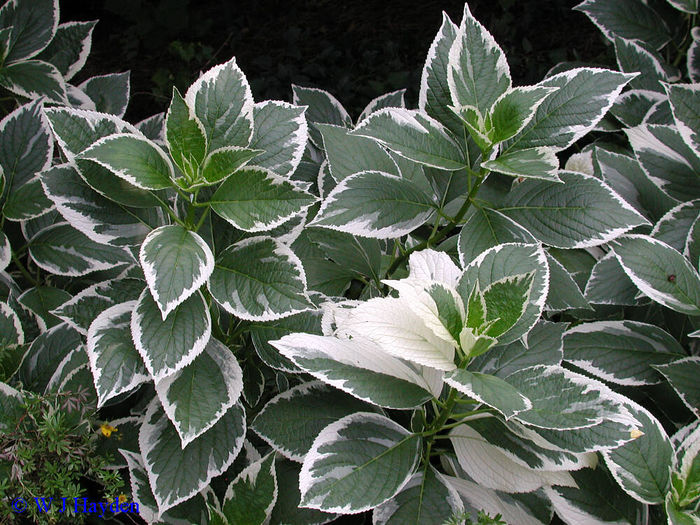 hydrangea_macrophylla_'variegata_mariesii'_LGBG_01s - imagini hortensii