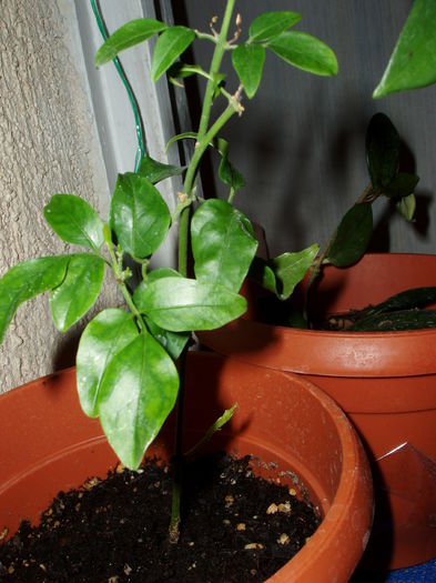 iasomie de camera - Jasminum Polyantum-iasomie de camera