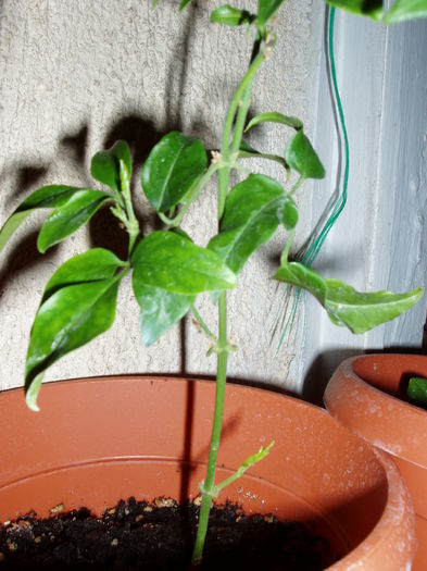 iasomie de camera - Jasminum Polyantum-iasomie de camera