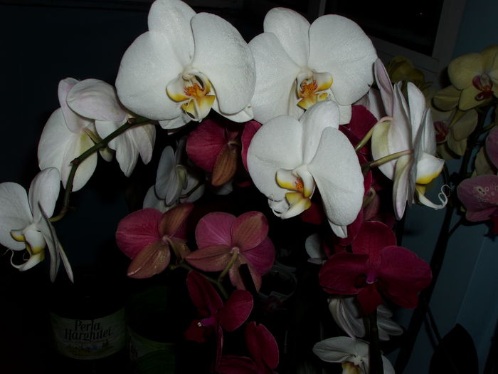 orhidee - orhidee