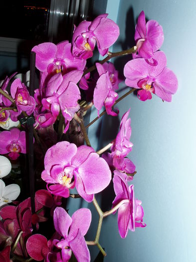  - orhidee