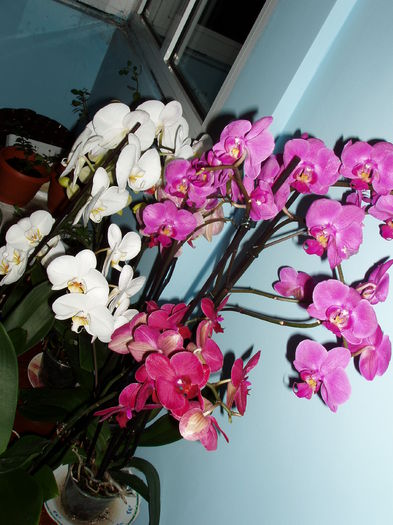  - orhidee