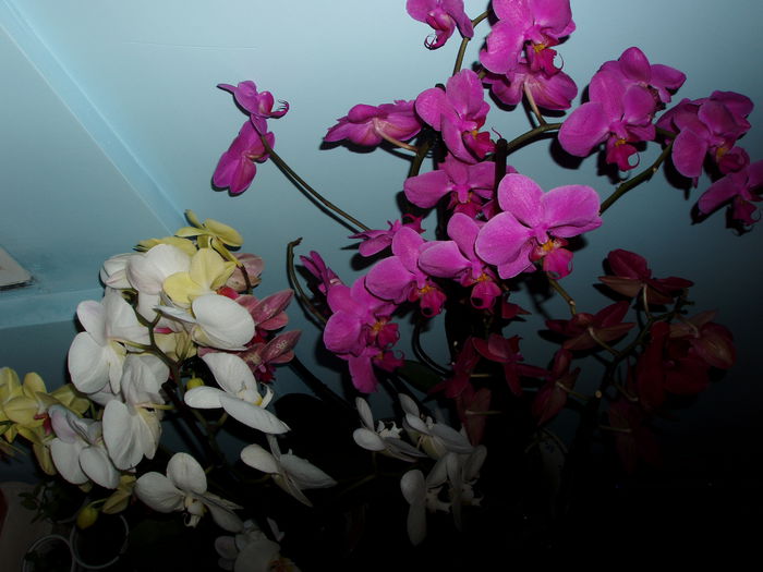  - orhidee