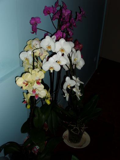  - orhidee