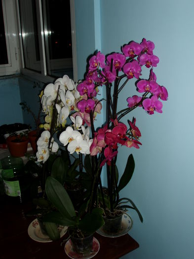  - orhidee