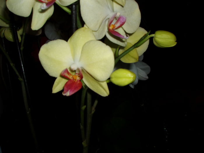  - orhidee