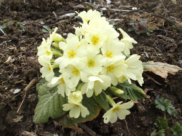 DSCF6092[1]; Gliciorei sau Primula in livada la Boiu 2015
