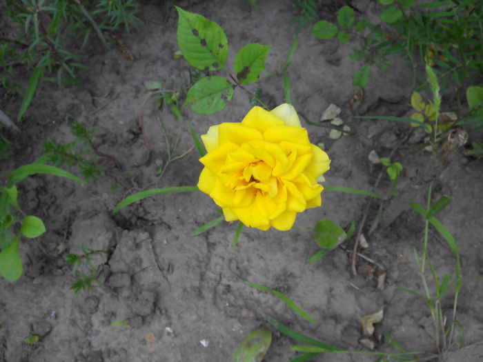 trandafir pitic; Prima floare
