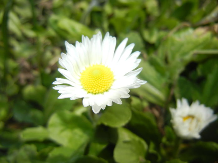 Bellis perennis (2015, March 18) - BELLIS Perennis