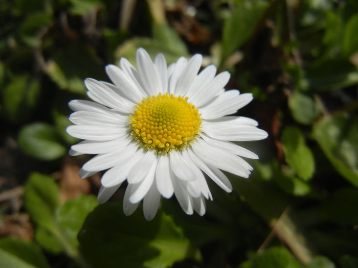 Bellis perennis (2015, March 22) - BELLIS Perennis