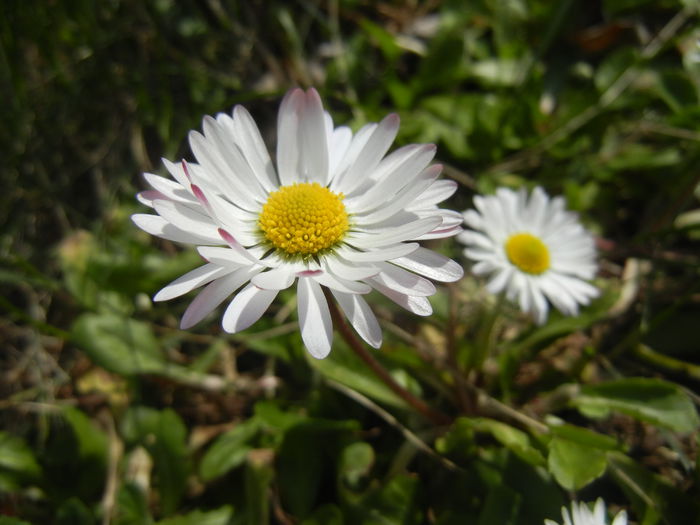Bellis perennis (2015, March 22) - BELLIS Perennis