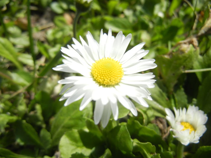 Bellis perennis (2015, March 22) - BELLIS Perennis