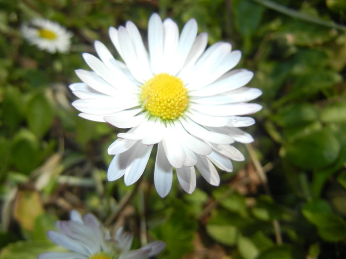 Bellis perennis (2015, March 22) - BELLIS Perennis