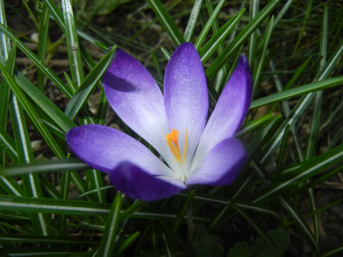 Crocus tommasinianus (2015, March 22)