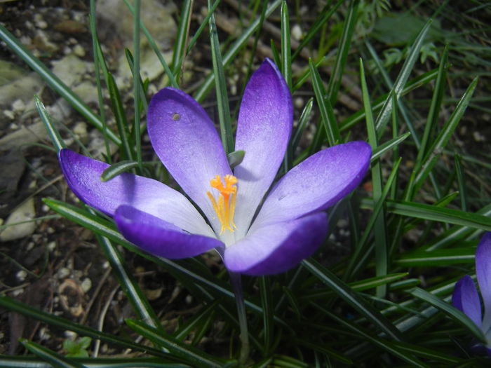 Crocus tommasinianus (2015, March 22) - CROCUS Tommasinianus