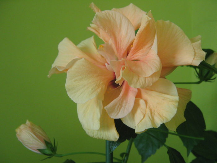 Picture My plants 2449