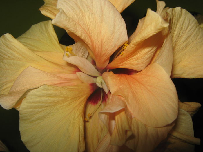 Picture My plants 2451