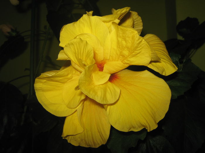 Picture My plants 2453