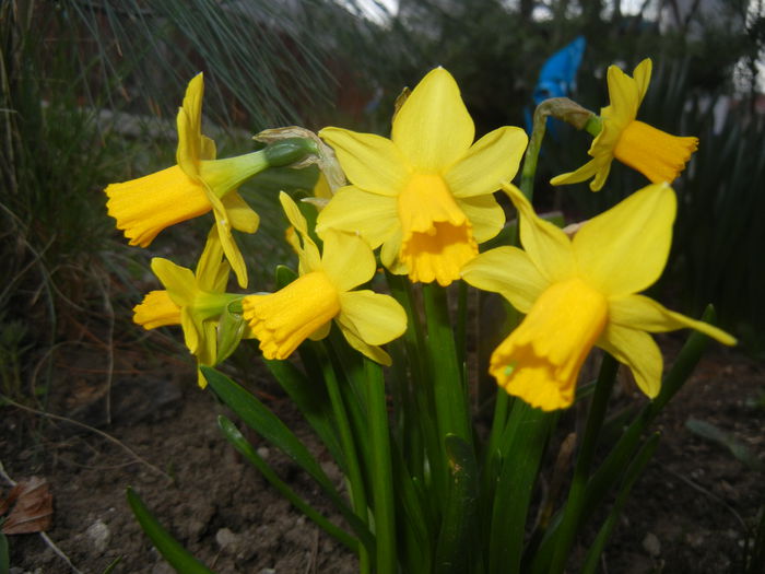 Narcissus Tete-a-Tete (2015, March 22)